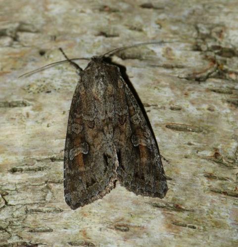 Réf. 222 219 : Polia bombycina